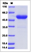 Human OX-40L / TNFSF4 / CD252 Recombinant Protein (Fc Tag)(Discontinued)