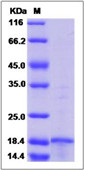 Human MMP-26 / Matrix metalloRecombinant Proteinase-26 Recombinant Protein(Discontinued)