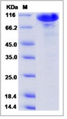 Human PAM / Peptidylglycine alpha-Amidating Monooxygenase Recombinant Protein (Fc Tag)(Discontinued)