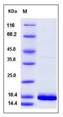 Human FGF14 / SCA27 Recombinant Protein (isoform 1B)(Discontinued)