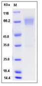 Mouse B7-H4 / B7S1 / B7x Recombinant Protein (Fc Tag)(Discontinued)