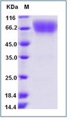 Mouse CD86 / B7-2 Recombinant Protein (Fc Tag)(Discontinued)