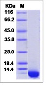 Mouse CXCL2 / MIP-2 Recombinant Protein (His Tag)(Discontinued)