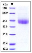 Mouse CD226 / DNAM-1 Recombinant Protein (His Tag)(Discontinued)