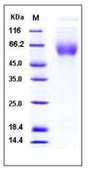 Mouse CD155 / PVR Recombinant Protein (His Tag)(Discontinued)