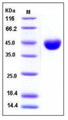 Mouse CD112 / Nectin-2 / PVRL2 Recombinant Protein (His Tag)(Discontinued)