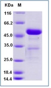 Mouse CD40 / TNFRSF5 Recombinant Protein (Fc Tag)(Discontinued)