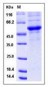 Mouse CD40L / CD154 / TNFSF5 Recombinant Protein (Fc Tag)(Discontinued)