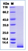 Mouse IGF1 / IGF-I / IGF-1 Recombinant Protein(Discontinued)