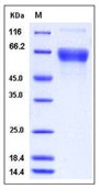 Mouse CD80 / B7-1 Recombinant Protein (Fc Tag)(Discontinued)