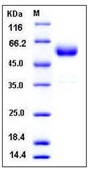 Mouse CTLA4 / CD152 Recombinant Protein (Fc Tag)(Discontinued)