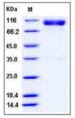 Mouse EphA4 / HEK8 Recombinant Protein (Fc Tag)(Discontinued)