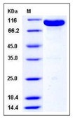 Mouse EphB4 / HTK Recombinant Protein (Fc Tag)(Discontinued)