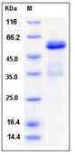 Mouse Ephrin-A5 / EFNA5 Recombinant Protein (Fc Tag)(Discontinued)