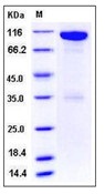 Mouse EphA6 / EHK-2 Recombinant Protein (Fc Tag)(Discontinued)