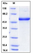 Mouse CD302 / CLEC13A Recombinant Protein (Fc Tag)(Discontinued)