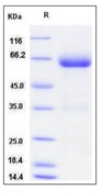 Mouse B7-DC / PD-L2 / CD273 Recombinant Protein (Fc Tag)(Discontinued)