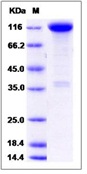 Mouse TrkA / NTRK1 Recombinant Protein (Fc Tag)(Discontinued)