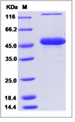 Mouse CD70 / CD27L / TNFSF7 Recombinant Protein (Fc Tag)(Discontinued)