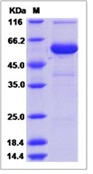 Mouse CRISP-1 / CRISP1 Recombinant Protein (Fc Tag)(Discontinued)