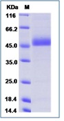 Dengue virus (DENV) (type 4, strain Philippines/H241/1956) NS1 Recombinant Protein (His Tag)(Discontinued)