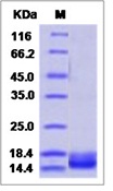 West Nile Virus (WNV) (lineage 2, strain Nea Santa-Greece-2010) E / Envelope Recombinant Protein (Domain III, His Tag)(Discontinued)