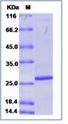 Porcine circovirus 2 (PCV2) Capsid Recombinant Protein (His Tag)(Discontinued)