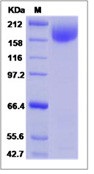 HIV-1 gp140 Recombinant Protein (group M, subtype A, strain 92UG037.1) (Fc Tag)(Discontinued)