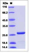 HIV-1 p24 Recombinant Protein (group N, strain 06CM-U14296) (His Tag)(Discontinued)