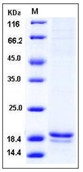 Human FLAP Recombinant Protein (His Tag)(Discontinued)