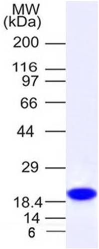 PLA2G1B Recombinant Protein (C-term, His Tag)(Discontinued)