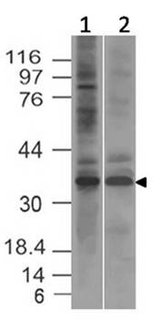 Polyclonal antibody to Caspase-3 (active/cleaved)