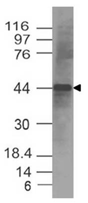 Polyclonal antibody to Caspase-9