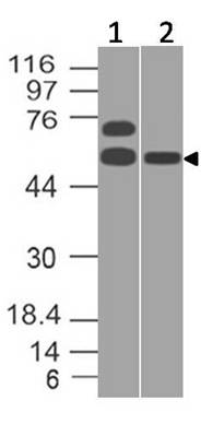 Polyclonal antibody to Caspase-9