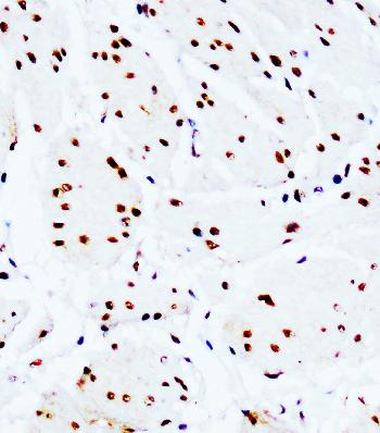 Anti-c-Myc Monoclonal Antibody (Clone: 9E10)