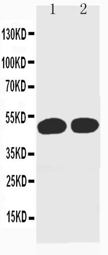 Anti-Cyclin A Monoclonal Antibody (Clone: CY-A1)