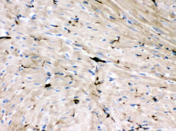 Anti-GAP43 Monoclonal Antibody (Clone: GAP-7B10)