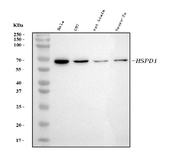 Monoclonal Antibody to Anti-HSP60 Antibody(Clone: LK1)