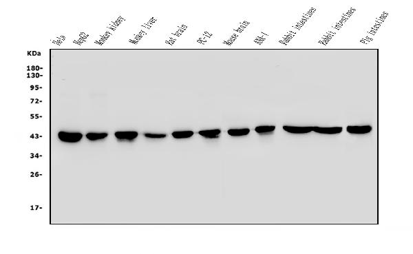 Anti-beta-Actin Monoclonal Antibody (Clone: AC-15)