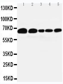 Anti-Paxillin Monoclonal Antibody (Clone: PXC-10)