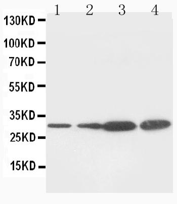 Anti-PCNA Monoclonal Antibody (Clone: PC 10)