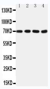 Anti-Tau Monoclonal Antibody (Clone: TAU-2)