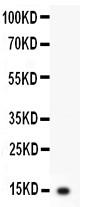 Anti-IL3 Polyclonal Antibody