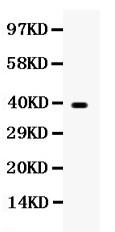 Anti-Wnt7a Polyclonal Antibody