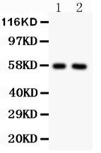 Anti-Alkaline Phosphatase Polyclonal Antibody