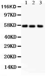 Anti-Alkaline Phosphatase Polyclonal Antibody