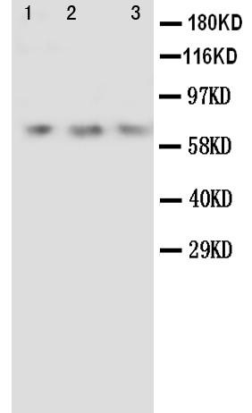 Anti-Angiopoietin 2 Polyclonal Antibody