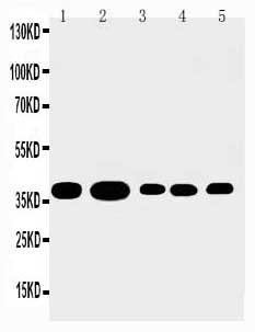 Anti-Annexin A1 Polyclonal Antibody