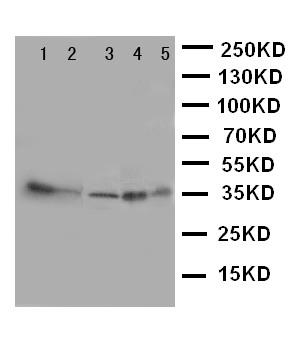 Anti-Annexin IV Polyclonal Antibody