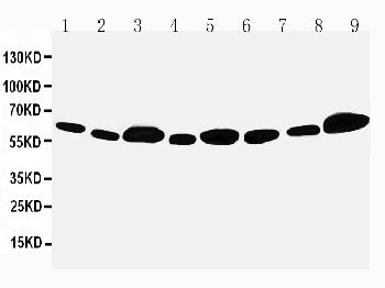 Anti-Apoptosis inhibitor 5 Polyclonal Antibody